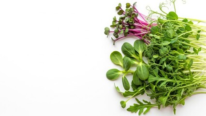Fresh microgreens assortment arranged on a white background  