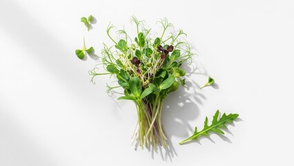 Fresh microgreens bunch on white background  