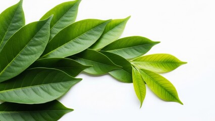 Fresh green leaves arranged on a white background  