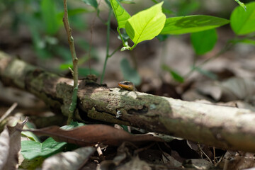 Close-up of a small lizard hiding and hunting his prey on a tree branch on a sunny day during summer season in the forest. 