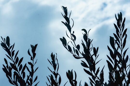 Silhouette Leaves Branches Against Bright Cloudy Sky