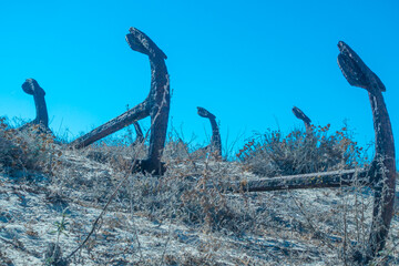 Naklejka premium Cimetière des ancres à la plage de Santa Luzia en Algarve, Portugal. 