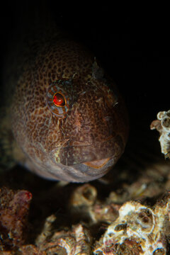 Horozbina. Parablennius zvonimiri - Zvonimir's blenny. Blenny fish. İzmit T&uuml;rkiye
