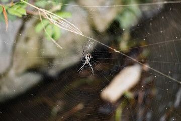 Cross spider seen from above in the center of a web. The spider waiting his prey on the web with a river in background.