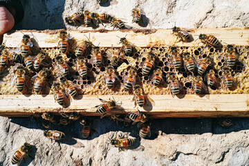 A beekeeper examines a brood frame teeming with worker bees and honeycomb, showcasing the vibrant activity of nature's pollinators