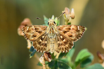 A Mallow Skipper butterfly (Carcharodus alceae) rests on a dried cluster of flower heads. The small insect features mottled brown and white wings with a distinctly ragged edge and checkerboard pattern
