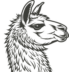 Obraz premium Detailed sketch of a llama head in profile black and white