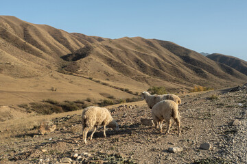 Three sheep graze against the background of a steppe landscape and mountains, breeding sheep for wool