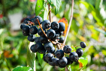 Black Choke berries growing on green branches.