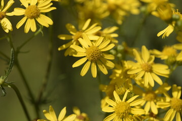 Pâquerettes sur la côte