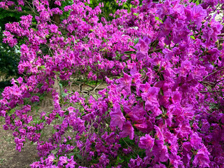 A blooming purple azalea bush in the park. Spring bloom.