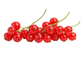 Isolated close-up of red currants or ribes rubrum berries on the vine with leaves still attached