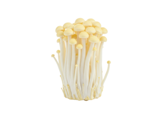 Isolated Enoki mushrooms a bunch of fresh enokitake mushroom for sale in the market