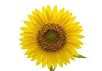 Obraz premium Isolated single close-up sunflower flower with yellow petals and green stem, summer nature