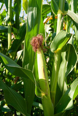 Fototapeta premium Organic grown corn plants in a sunny field.