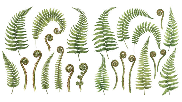 A collection of watercolor fern fronds in various shapes and sizes, isolated on a transparent background.