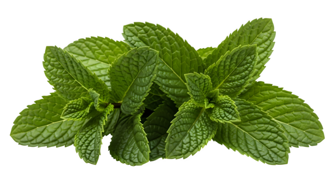 Fresh green mint leaves isolated on a black background for culinary and medicinal uses