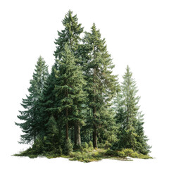 Obraz premium Towering evergreen trees in a lush forest, perfect for nature and environmental projects, isolated on a transparent background