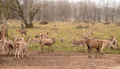 Obraz premium Herd of sika deer with a European bison in a misty forest meadow