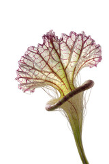 Carnivorous plant's veined hood atop a tubular stem