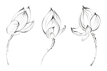 Elegant Ink Wash Lotus Flower Buds
