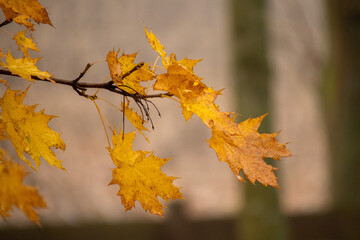 Branch with yellow maple leaves in autumn. The leaves are slightly withered, captured in soft natural light with a blurred background.
