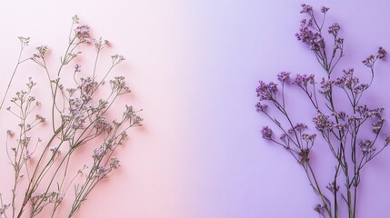 Delicate dried purple flowers arranged on a soft gradient background transitioning from pink to lavender.