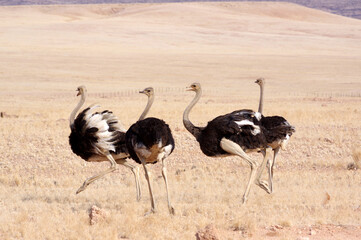 Autruche en namibie
