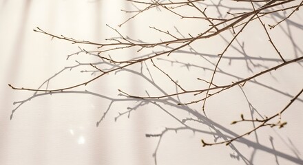 Bare Tree Branches Casting Shadows on Textured Wall