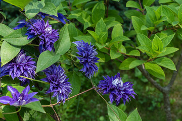 Lot of beautiful clematis flower on green background. Large Lavender blue flowers Clematis Mrs Cholmondeley blooms in the garden. Flower nature concept for any design