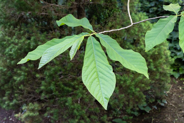 Bright green leaves on tree Asimina triloba or pawpaw branch, illuminated by sunlight, with a blurred forest background. Nature concept for design.