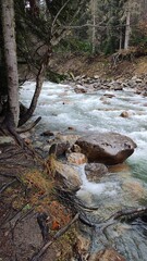 stream in the forest