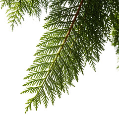 Close up of green thuja branch with transparent background