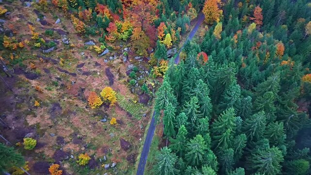 lush aerial forest path separating lively meadow from towering pine trees in changing seasons