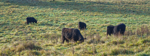 Rinder auf einer Weide