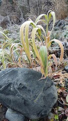 grass in frost on the stone