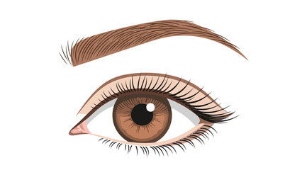 A detailed illustration of a brown human eye and eyebrow