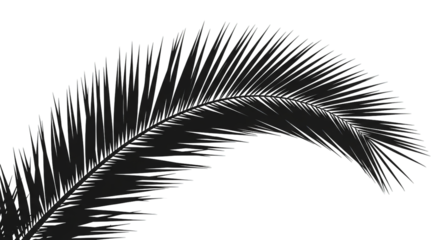 Dark palm frond against black background