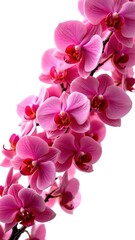 Elegant Pink Orchid Blossoms on a White Background Display