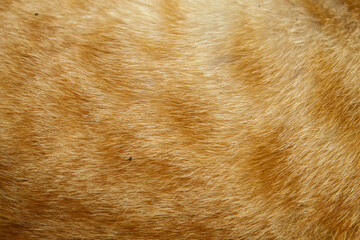 orange striped cat fur texture