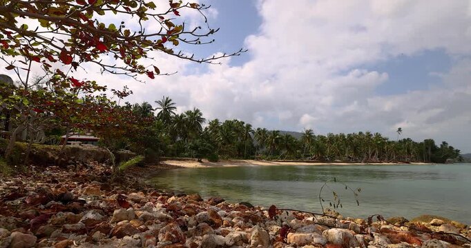 Tropical beach with palm trees, calm turquoise water, and rocky shore under a partly cloudy sky. Red and green leaves add vibrant contrast to this peaceful coastal scene, perfect for relaxation and tr