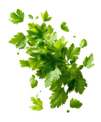 falling parsley leaves isolated on white or transparent png