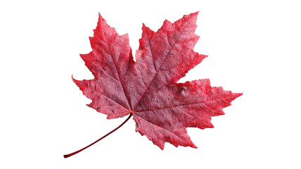 Bright red maple leaf isolated on white background depicting the autumn season's foliage and colors