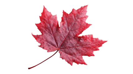 Bright red maple leaf isolated on white background depicting the autumn season's foliage and colors