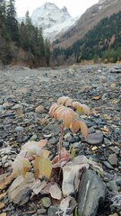 autumn in the mountains