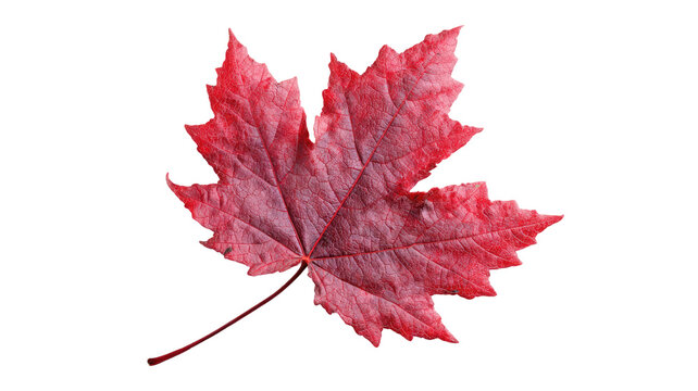 Bright red maple leaf isolated on white background depicting the autumn season's foliage and colors