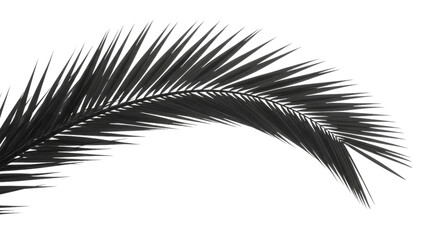 Obraz premium Dark palm frond against black background