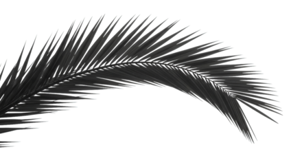 Dark palm frond against black background