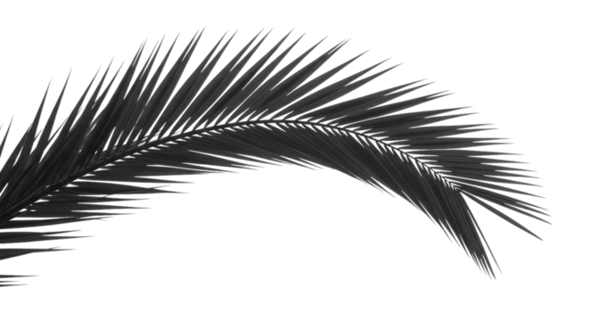 Dark palm frond against black background