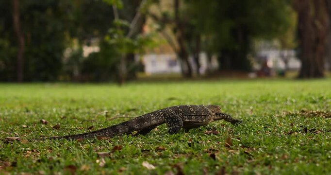 Monitor lizard crawling across green grass in a park, with a soft blurred background of trees. The natural wildlife scene captures the reptile in motion, showing its texture and calm behavior in an ur